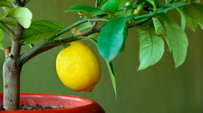 Чем подкормить лимон во время плодоношения